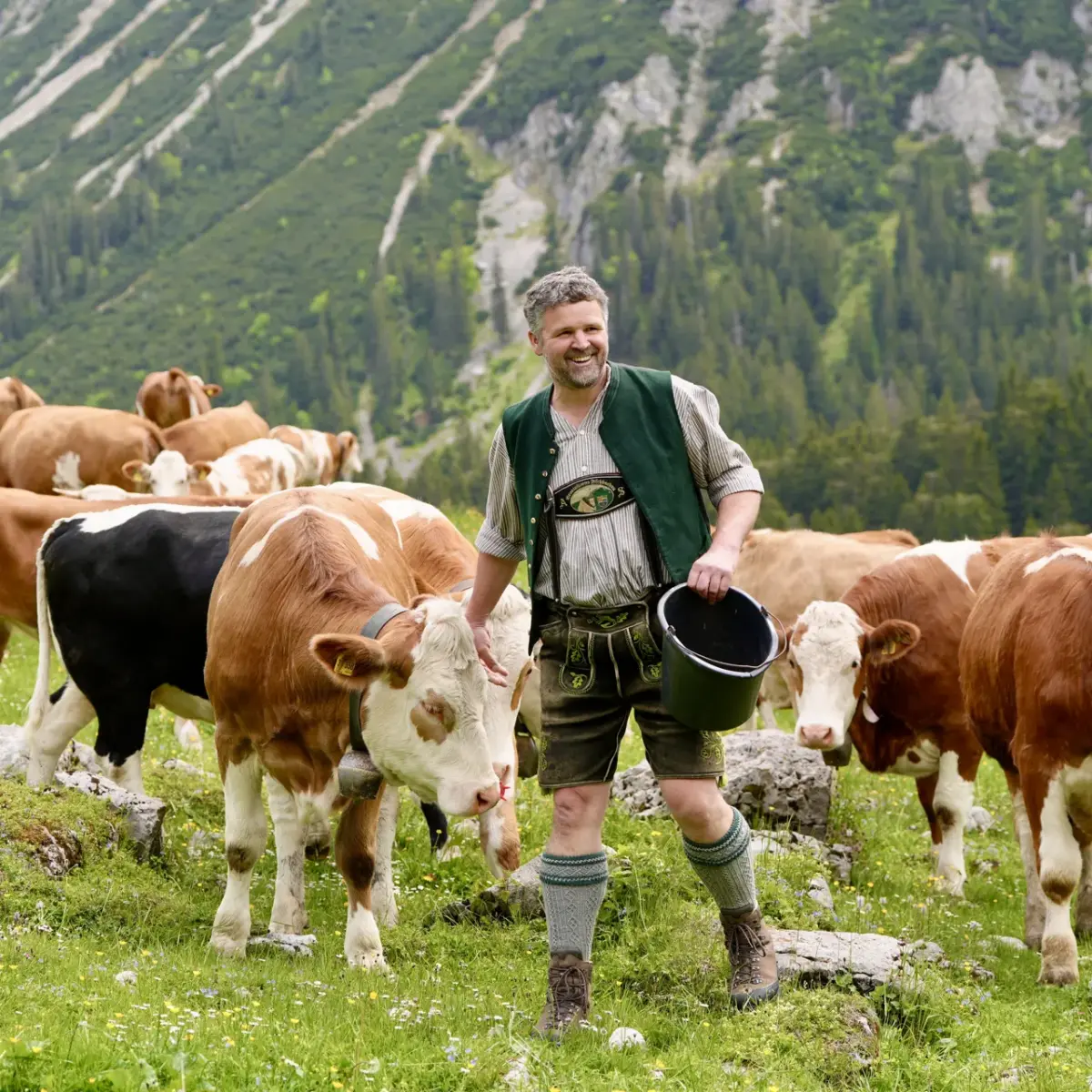 Milchbauer mit seinen Kühen auf der Weide